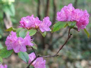 mountain laurel