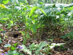 Jack-in-the-pulpit