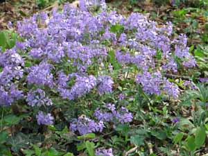 wild purple phlox