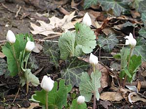 crocus_colony