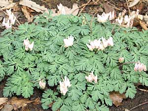 dutchman's breeches