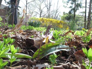 trout lily