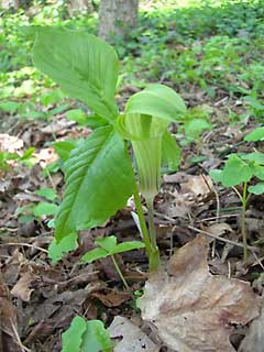 jack-in-the-pulpit