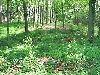 looking into the woods