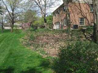 redbuds