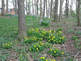 celandine poppies