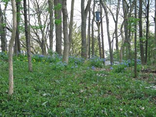 bluebells on the crest