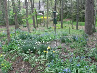 mayapples and bluebells