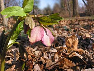 hellebore