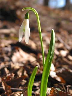 snowdrop