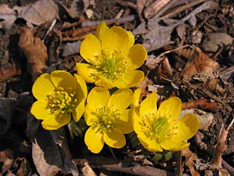 winter aconite