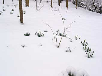 daffodils in snow