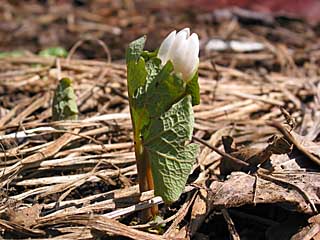 bloodroot