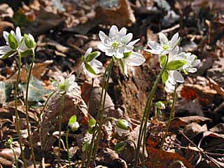 hepatica