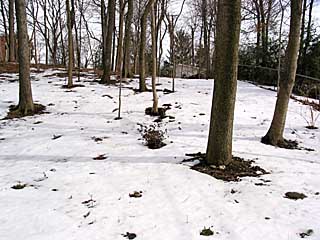 March woods