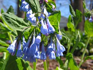 Virginia bluebells