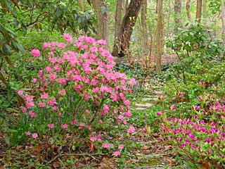 mountain laurel