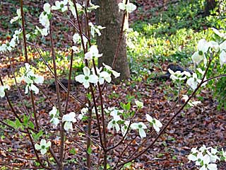 icy dogwood