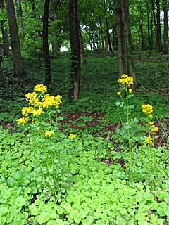 butterweed