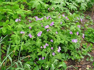 wild geranium