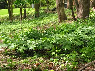 woods-mayapple