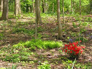 woods-azalea