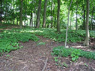 garlic-mustard