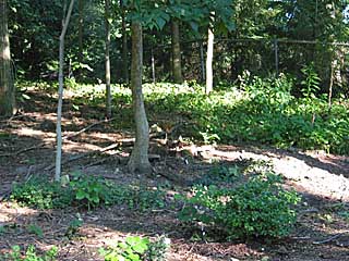 garlic-mustard