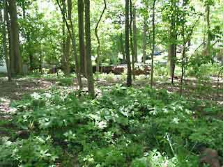 mayapple and bluebells