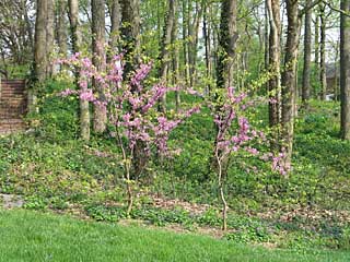 redbud trees