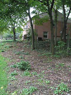 slope with plants