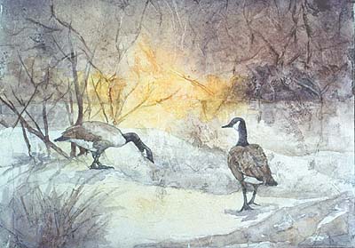 dawn Canada geese