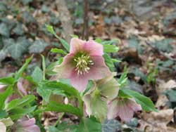 Lenten rose