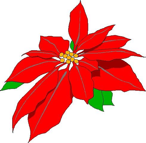 poinsettia