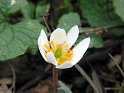 bloodroot